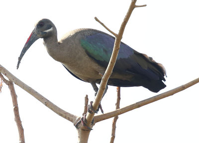 Hadada Ibis  (Bostrychia hagedash)