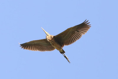 Goliath Heron  (Ardea goliath)