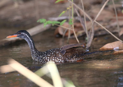 African Finfoot  (Podica senegalensis)