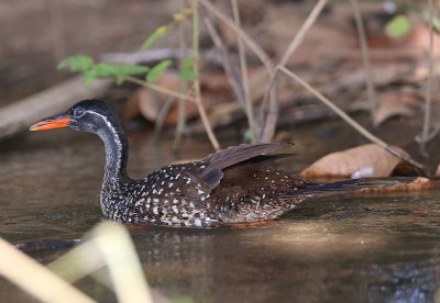 African Finfoot  (Podica senegalensis)