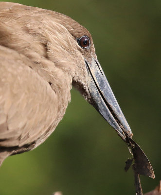 Hamerkop  (Scopus umbretta) 