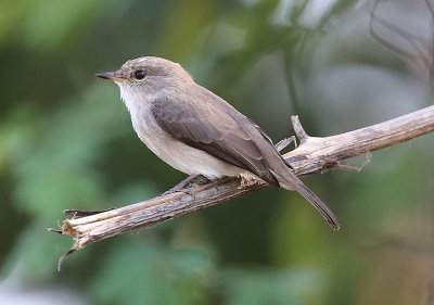 Pale Flycatcher  (Bradornis pallidus)