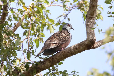 Adamawa Turtle Dove  (Streptopelia hypopyrrha)