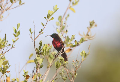 Scarlet-chested Sunbird  (Chalcomitra senegalensis)