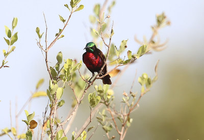 Scarlet-chested Sunbird  (Chalcomitra senegalensis)