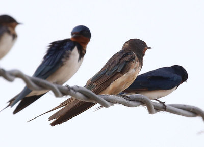 Barn Swallow  (Hirundo rustica)
