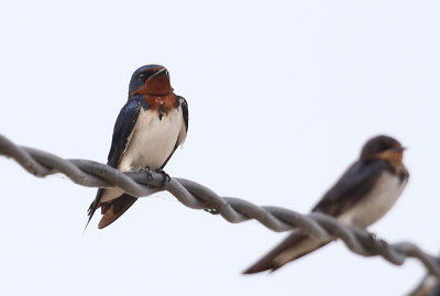 Red-chested Swallow  (Hirundo lucida)