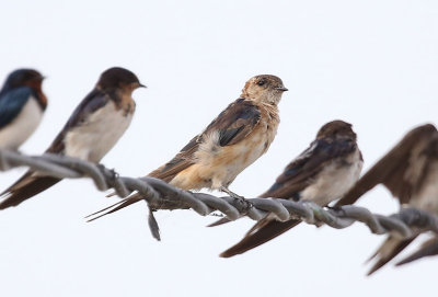 Red-rumped Swallow (Cecropis daurica)