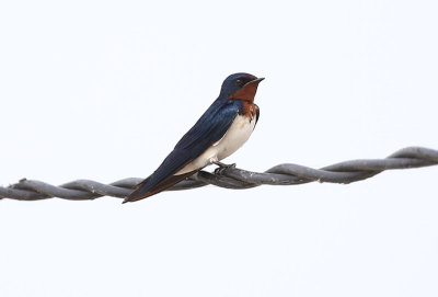 Red-chested Swallow  (Hirundo lucida)