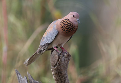 Laughing Dove  (Streptopelia senegalensis)