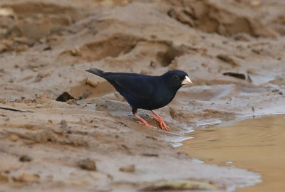 Village Indigobird  (Vidua chalybeata)