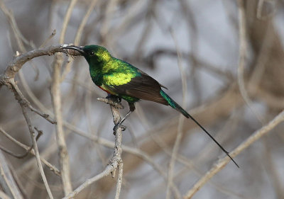 Beautiful Sunbird (Cinnyris pulchellus)