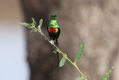 Beautiful Sunbird (Cinnyris pulchellus)