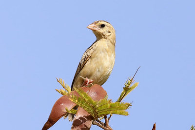 Northern Red Bishop  (Euplectes franciscanus)