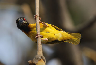 Village Weaver  (Ploceus cucullatus)