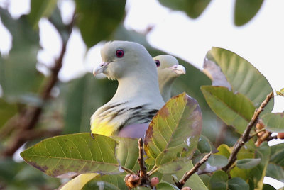 Bruce's Green Pigeon  (Treron waalia)