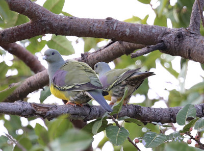 Bruce's Green Pigeon  (Treron waalia)