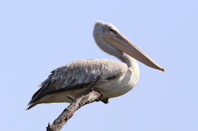 Pink-backed Pelican  (Pelecanus rufescens)