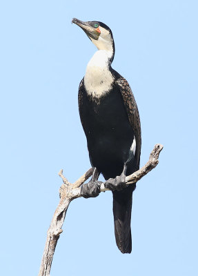 Great Cormorant  (Phalacrocorax carbo)