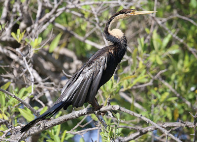 African Darter (Anhinga rufa)