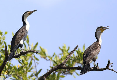 Great Cormorant  (Phalacrocorax carbo)