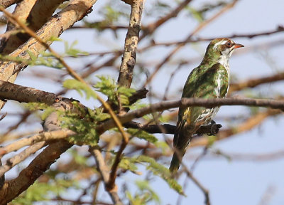 Didric Cuckoo  (Chrysococcyx caprius)