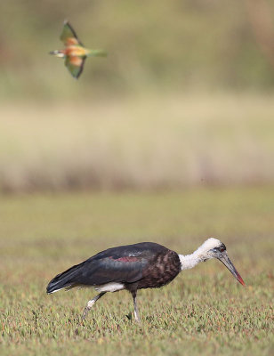 Woolly-necked Stork  (Ciconia episcopus)
