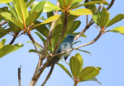 African Blue Flycatcher  (Elminia longicauda)