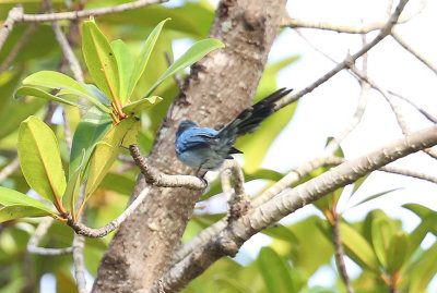 African Blue Flycatcher  (Elminia longicauda)