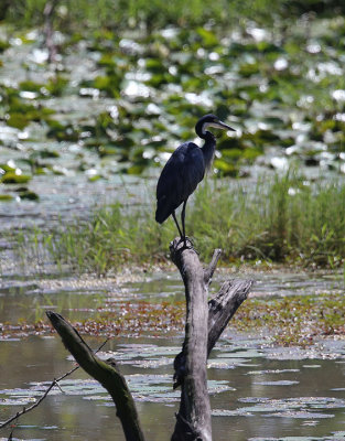 Black-headed Heron (Ardea cinerea)