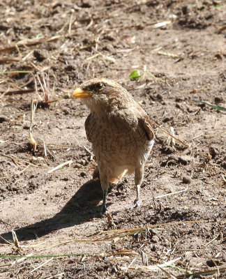 Yellow-billed Shrike (Corvinella corvina)