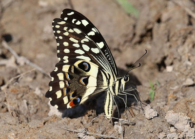 Citrus Swallowtail Butterfly (Papilio demodocus)