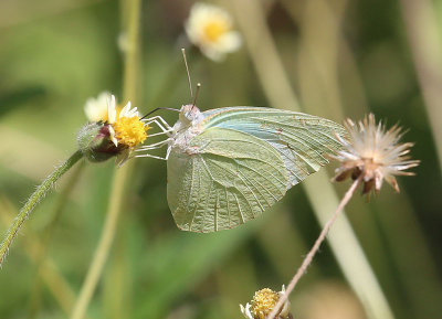  African emigrant  (Catopsilia florella)