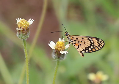 Small Orange Acraea  (Acraea serena)