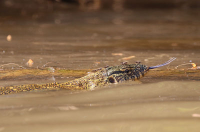 Nile Monitor Lizard  (Varanus niloticus)