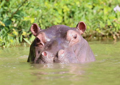 Hippo  (Hippopotamus amphibius)