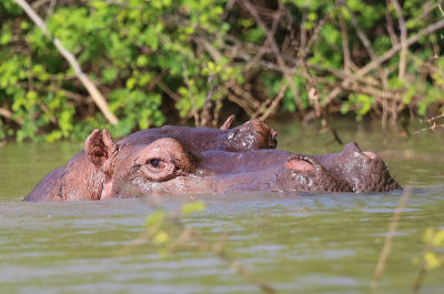 Hippo  (Hippopotamus amphibius)