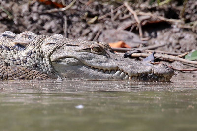 West African Crocodile (Crocodylus suchus)