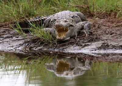 West African Crocodile (Crocodylus suchus)