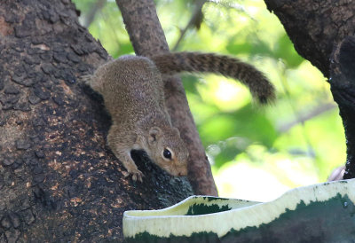 Gambia Sun Squirrel  (Heliosciurus gambianus)