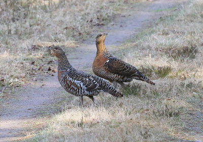 Western Capercaillie  Tjder  (Tetrao urogallus)