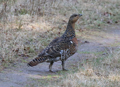 Western Capercaillie  Tjder  (Tetrao urogallus)