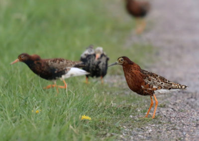 Ruff  Brushane  (Philomachus pugnax)