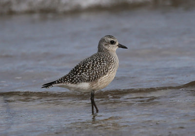 Grey Plover  Kustpipare  (Pluvialis squatarola)