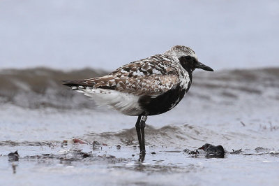 Grey Plover  Kustpipare  (Pluvialis squatarola)