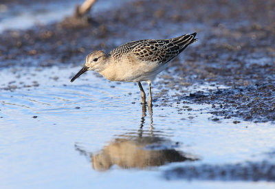 Ruff  Brushane  (Philomachus pugnax)