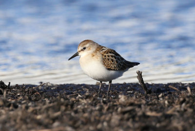 Little Stint  Smsnppa  (Calidris minuta)