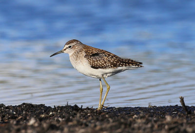 Wood Sandpiper  Grnbena  (Tringa glareola)