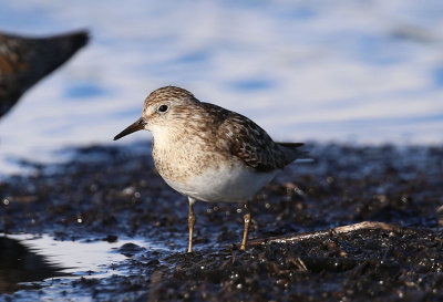 Temminck's Stint  Mosnppa  (Calidris temminckii)