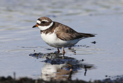 Common Ringed Plover  Strre strandpipare  (Charadrius hiaticula)